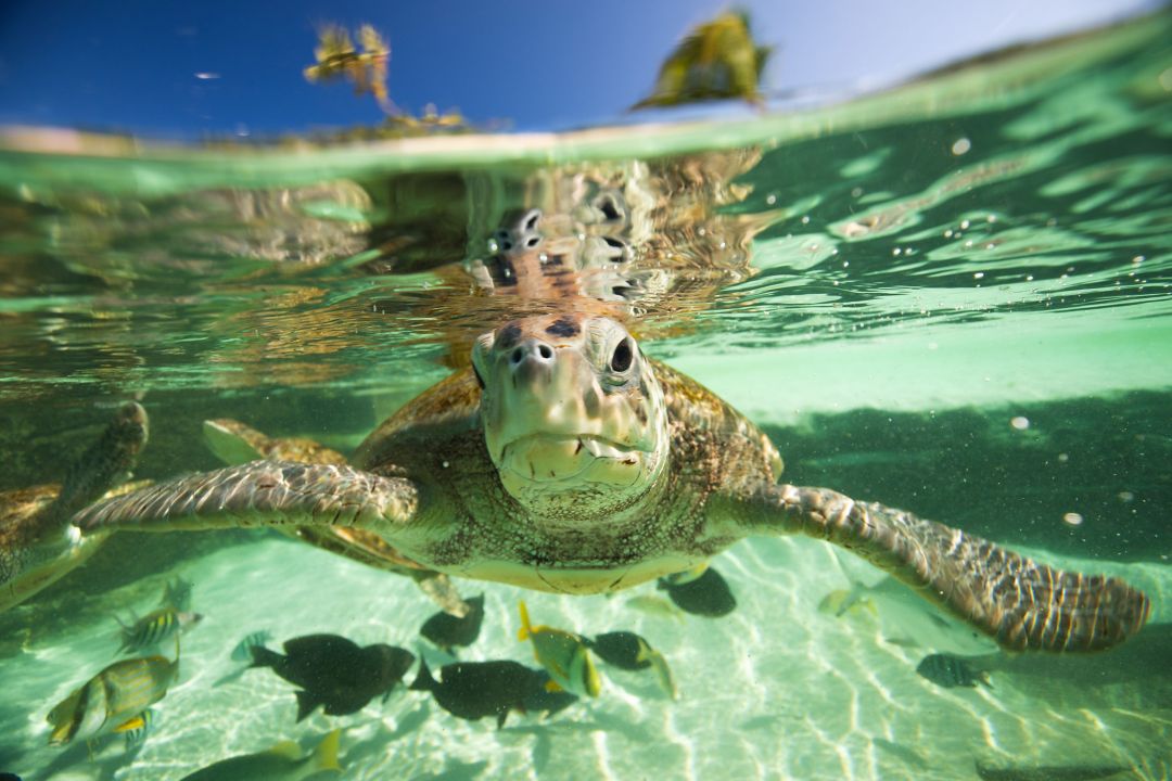 turtle swimming in the water
